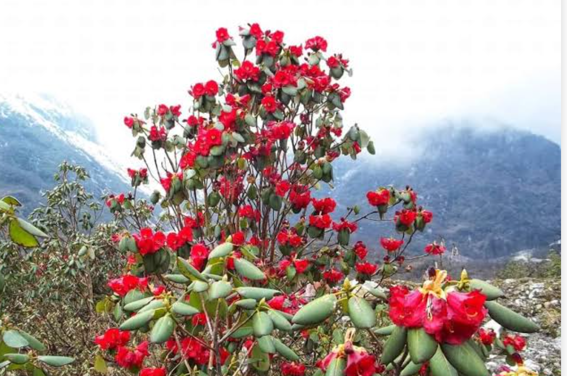 Shingba Rhododendron Sanctuary